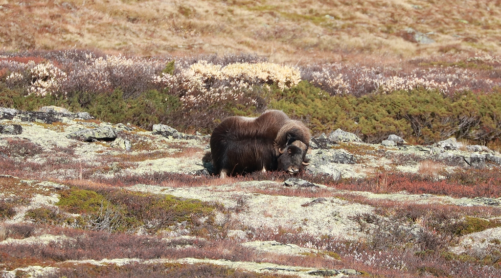 Weiterer Moschusochse im Dovrefjell-Sunndalsfjella-Nationalpark