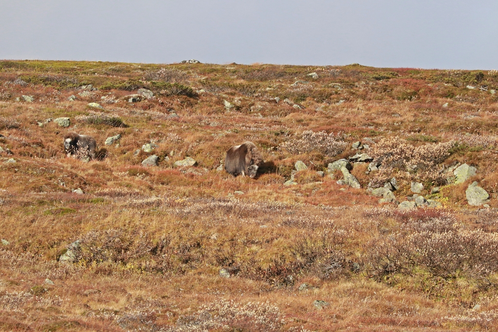 Moschusochsen im Dovrefjell-Sunndalsfjella-Nationalpark