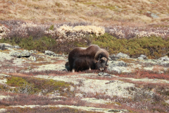 Weiterer Moschusochse im Dovrefjell-Sunndalsfjella-Nationalpark