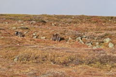 Moschusochsen im Dovrefjell-Sunndalsfjella-Nationalpark