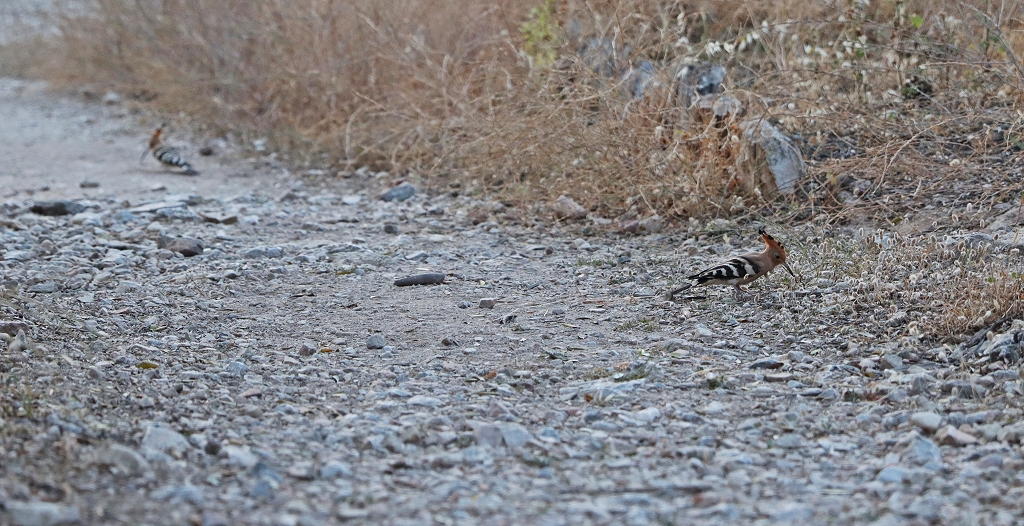 Wiedehopf auf dem Musenhügel in Athen