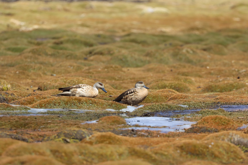 Schopfenten (Crested duck, Lophonetta specularioides) Laguna Catal (Laguna Negra) in Bolivien