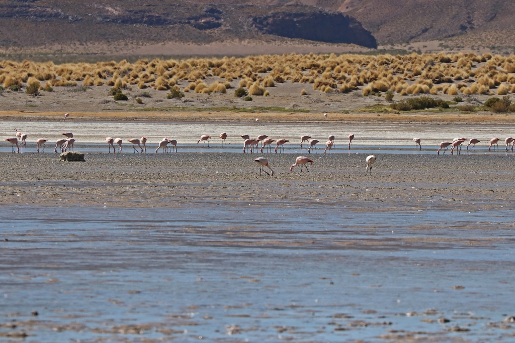 Flamingos an der Laguna Vinto, Bolivien