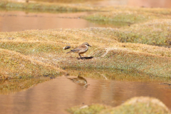 Kurzschnabel-Uferwipper (buff-winged cinclodes, Cinclodes fuscus) an derLaguna Catal (Laguna Negra) in Bolivien