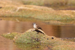 Kurzschnabel-Uferwipper (buff-winged cinclodes, Cinclodes fuscus) an der Laguna Catal (Laguna Negra) in Bolivien