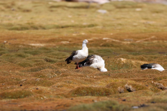 Andengänse (Andean goose, Chloephaga melanoptera), Laguna Catal (Laguna Negra) in Bolivien