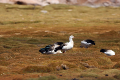 Andengänse (Andean goose, Chloephaga melanoptera), Laguna Catal (Laguna Negra) in Bolivien