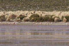Flamingos an der Laguna Vinto, Bolivien