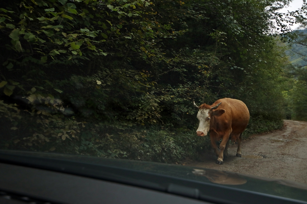 Kuh am Straßenrand - Nicht ungewöhnlich in Bosnien und Herzegowina