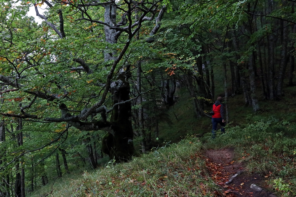 Perućica Urwald am Vidikovac Beškita im Sutjeska-Nationalpark