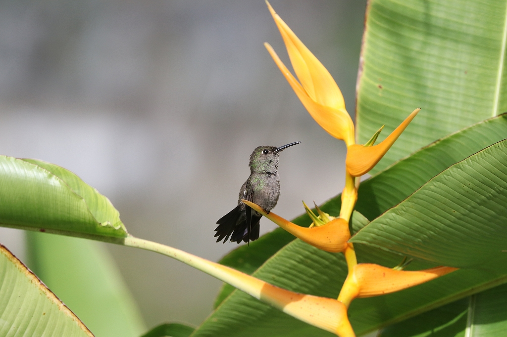 Erzkolibri (Sombre hummingbird, Eupetomena cirrochloris)