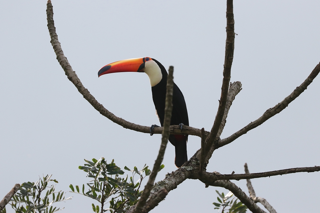 Riesentukan (Toco toucan, Ramphastos toco)