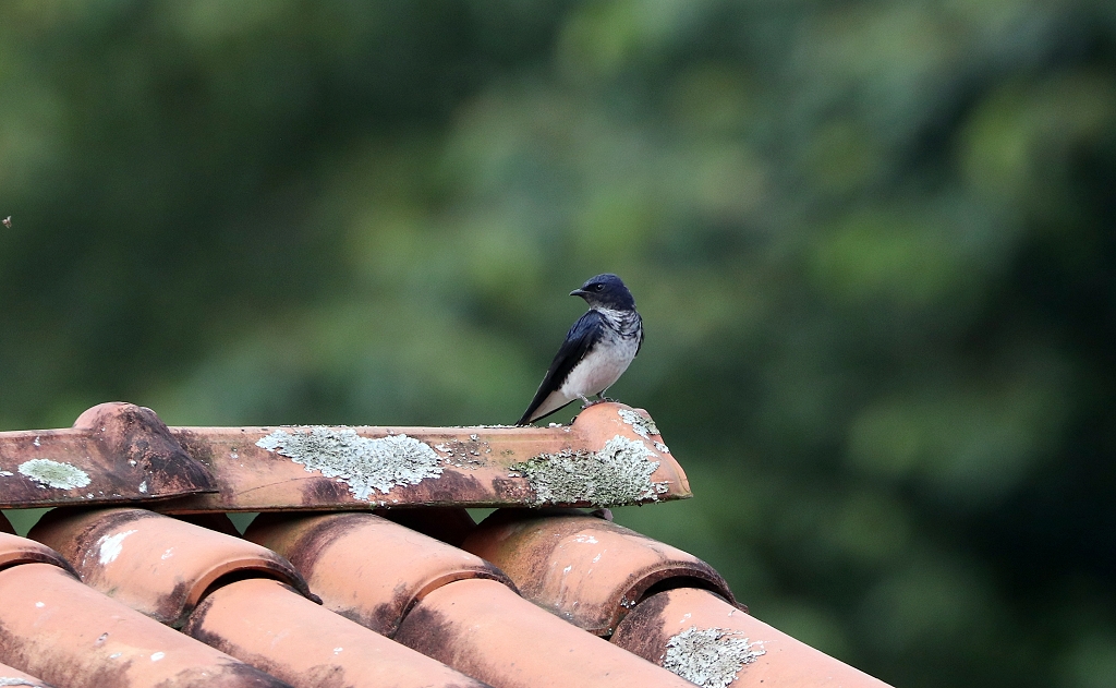 Graubrustschwalbe (Gray-breasted martin, Progne chalybea)