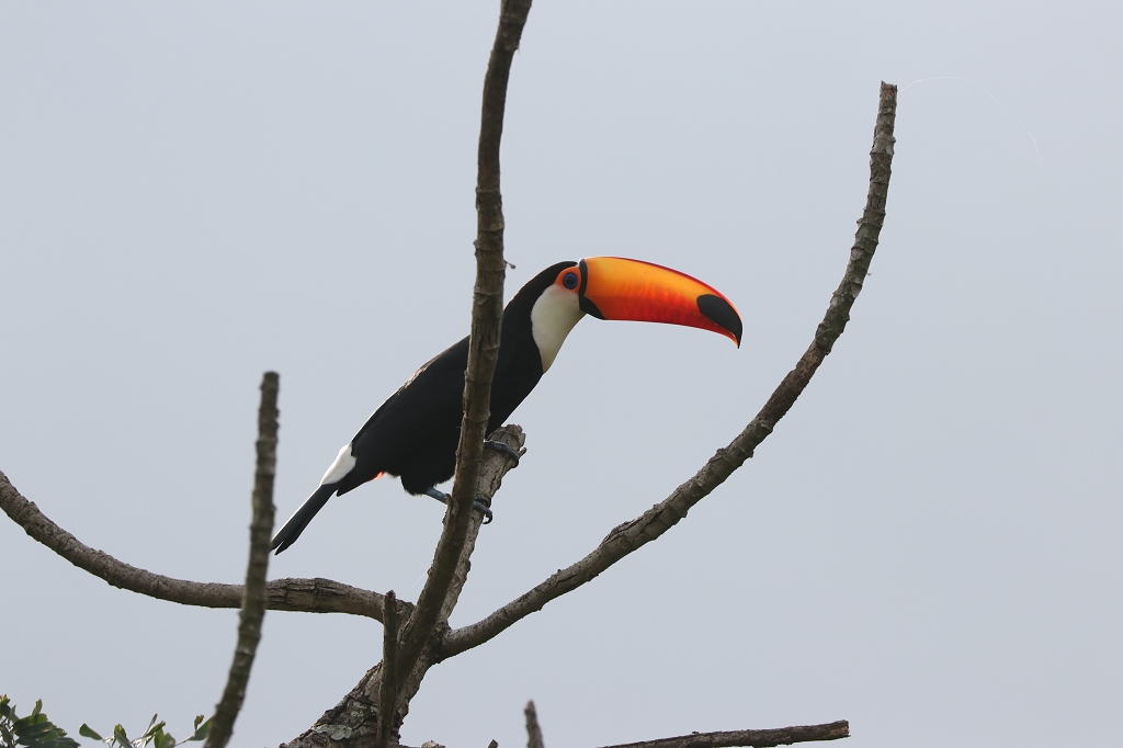 Riesentukan (Toco toucan, Ramphastos toco)