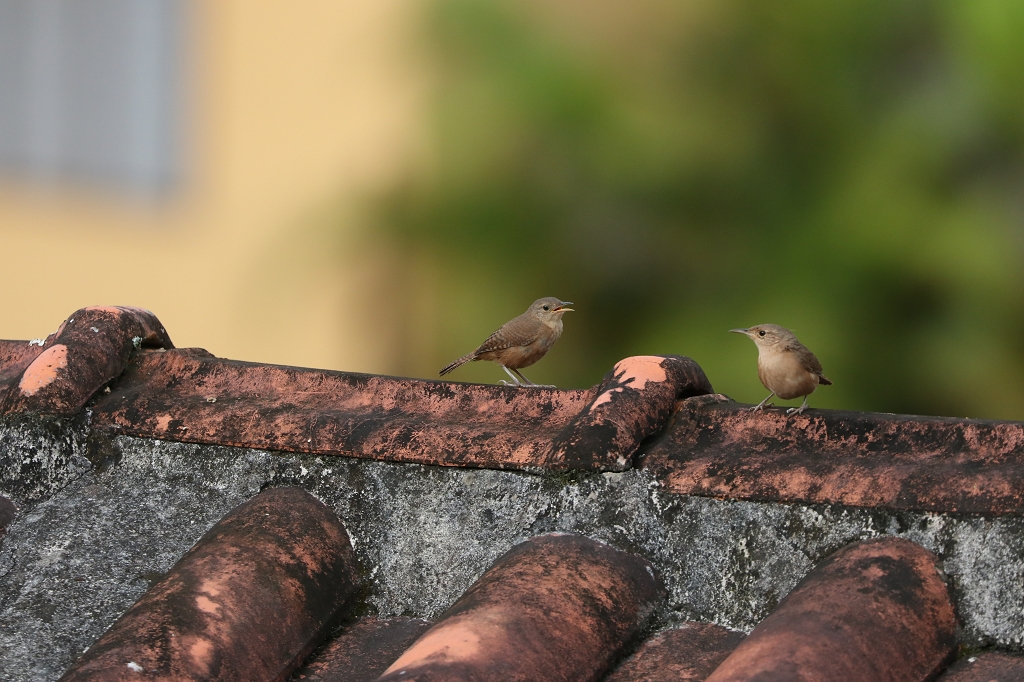 Südlicher Hauszaunkönig (Southern house wren, Troglodytes musculus)