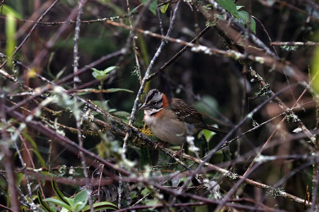 Morgenammer (Rufous-collared sparrow oder Andean sparrow, Zonotrichia capensis) auf dem Pico do Imbiri