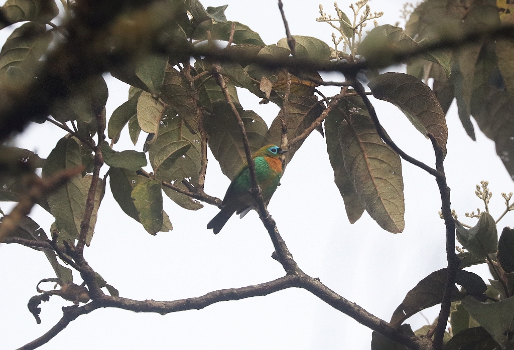 Orangebrusttangare (Brassy-breasted tanager, Tangara desmaresti) auf dem Pico do Imbiri