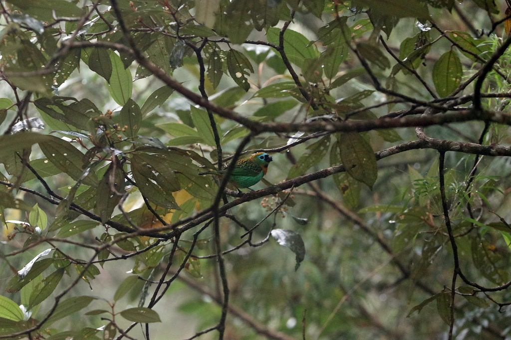 Orangebrusttangare (Brassy-breasted tanager, Tangara desmaresti) auf dem Pico do Imbiri