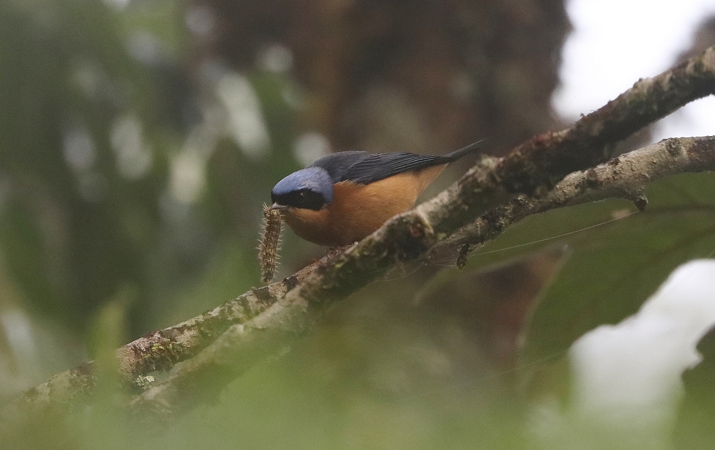 Schwarzwangentangare (Fawn-breasted tanager, Pipraeidea melanonota) auf dem Pico do Imbiri