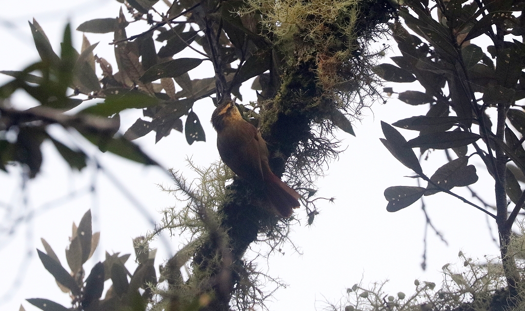Ockerbrauen-Baumspäher (Sharp-billed treehunter, heliobletus contaminatus) auf dem Pico do Imbiri