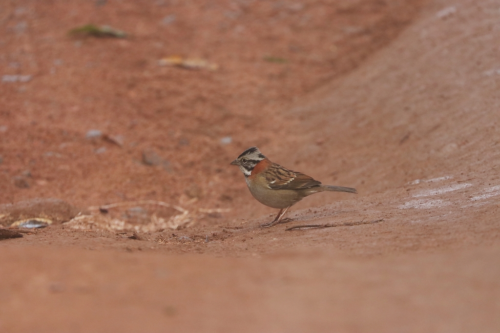 Morgenammer (Rufous-collared sparrow oder Andean sparrow, Zonotrichia capensis) auf dem Pico do Imbiri