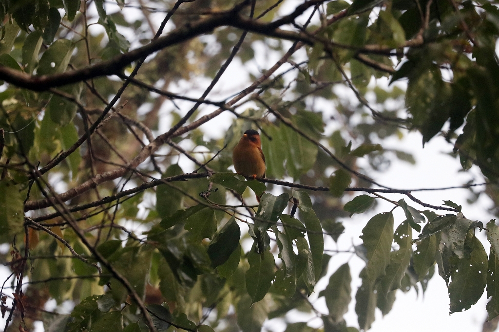 Zimtpipratyrann (Black-capped piprites, Piprites pileata)