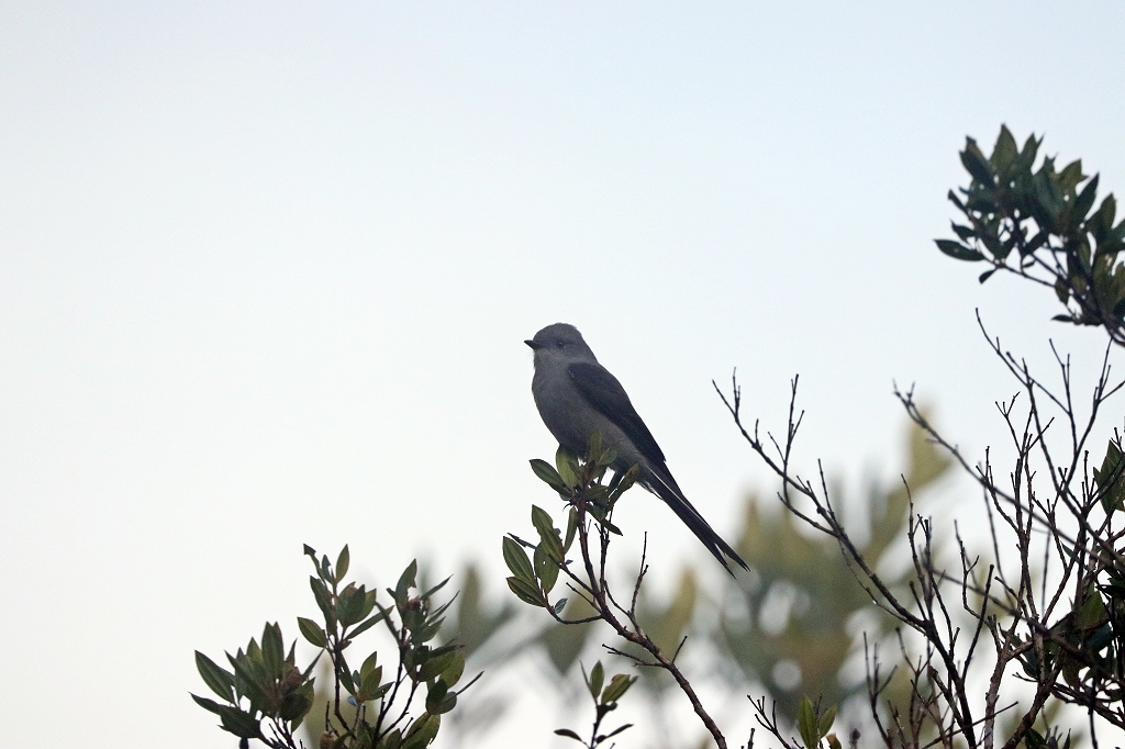 Kerbschwanztyrann (Shear-tailed grey tyrant, Muscipipra vetula)