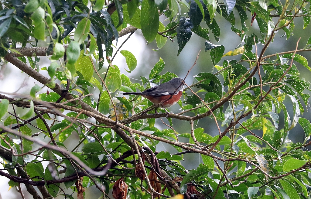Maronenbrust-Finkentangare (Bay-chested warbling finch, Castanozoster thoracicus)