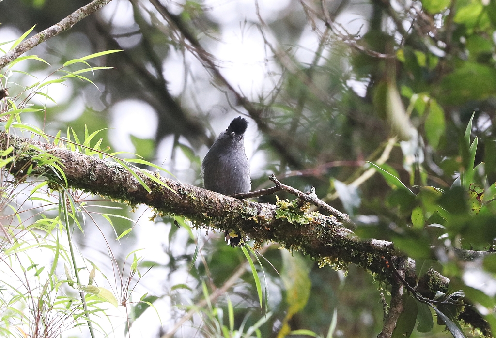 Wechselameisenwürger (Variable antshrike, Thamnophilus caerulescens)