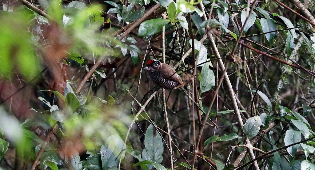 Zebrazwergspecht (White-barred piculet, Picumnus cirratus)