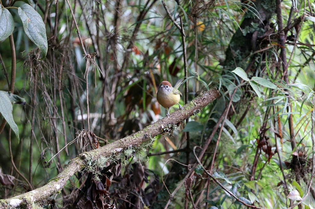 Rostkappenvireo (Rufous-crowned greenlet, Hylophilus poicilotis)
