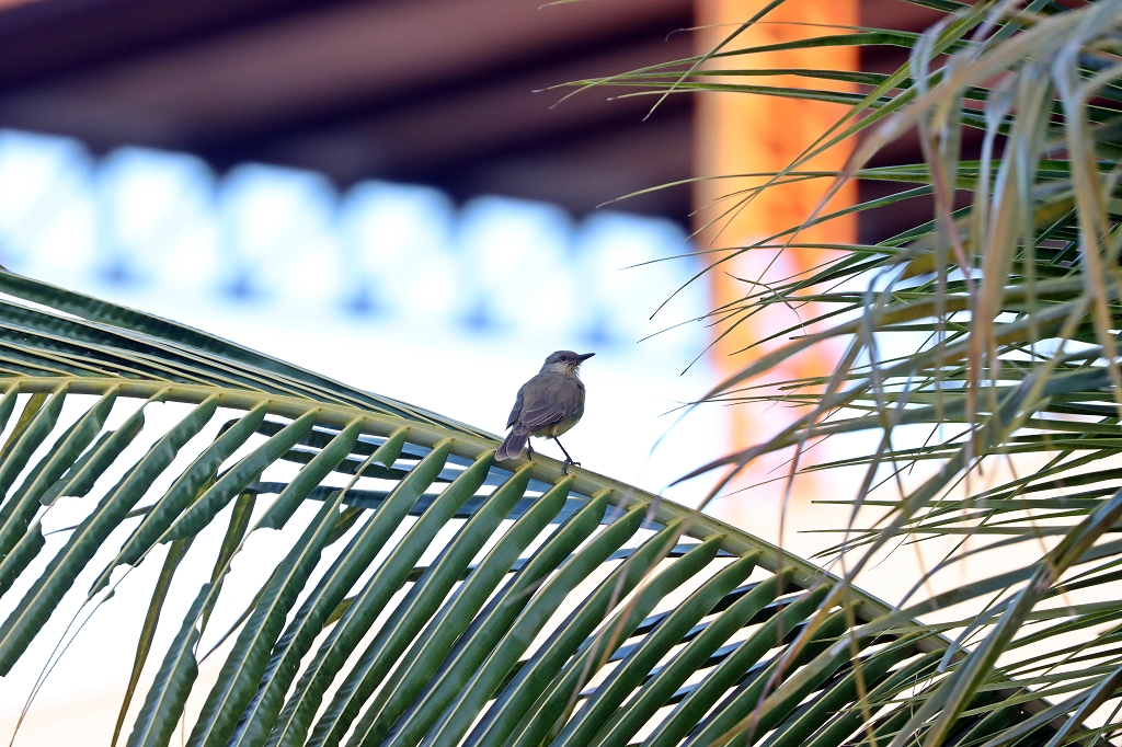 Graslandtyrann (Cattle tyrant, Machetornis rixosa)