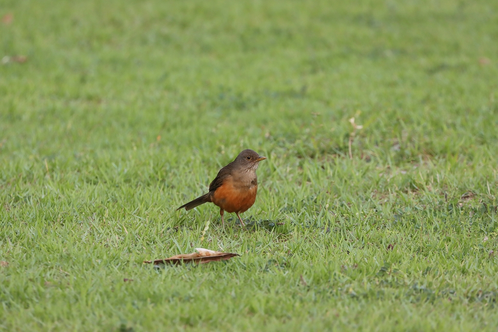 Rotbauchdrossel (Rufous-bellied thrush, Turdus rufiventris)