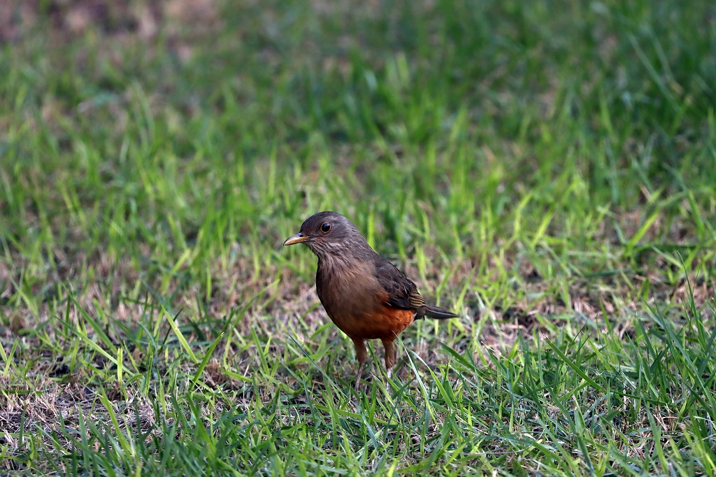 Rotbauchdrossel (Rufous-bellied thrush, Turdus rufiventris)
