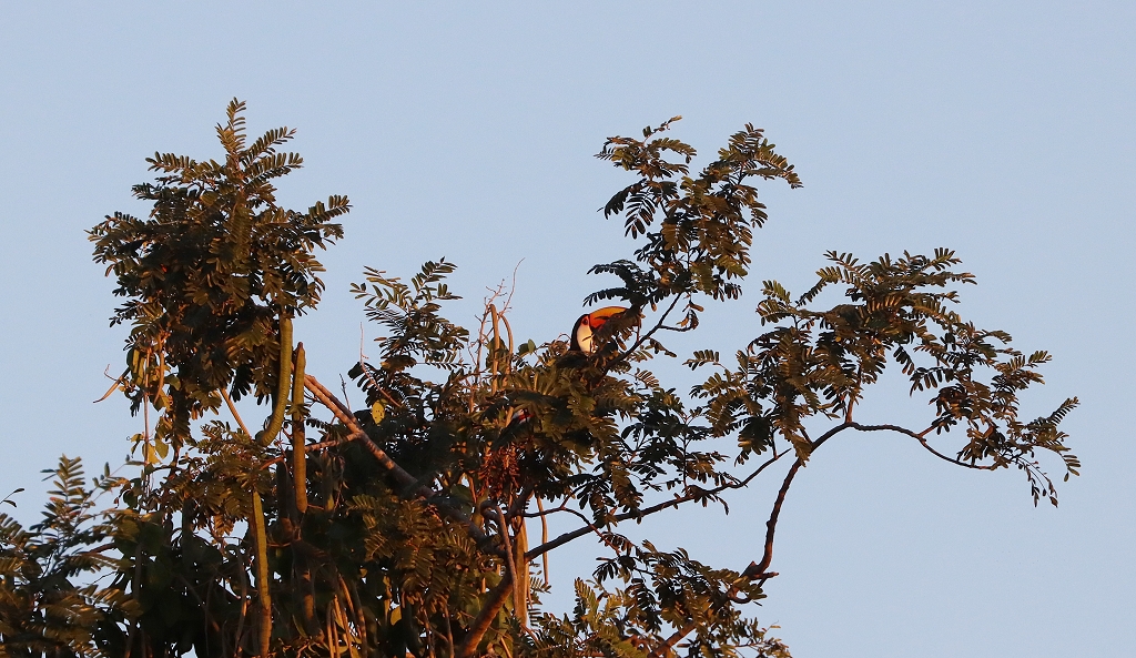 Riesentukan (Toko tucan, Ramphastos toco) hoch oben im Baum