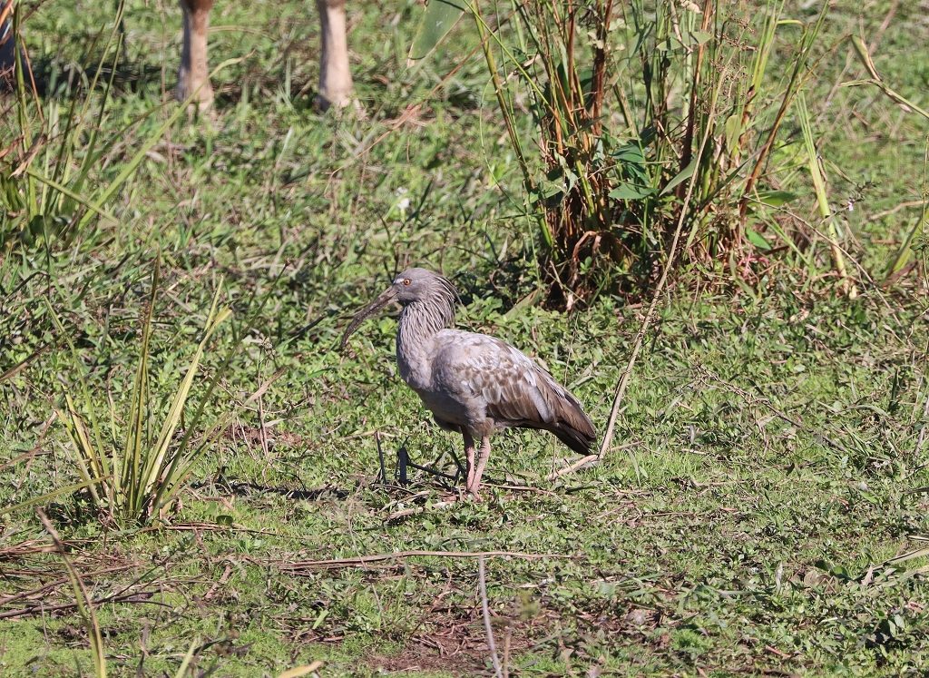 Stirnbandibis (Plumbeous ibis, Theristicus caerulescens)