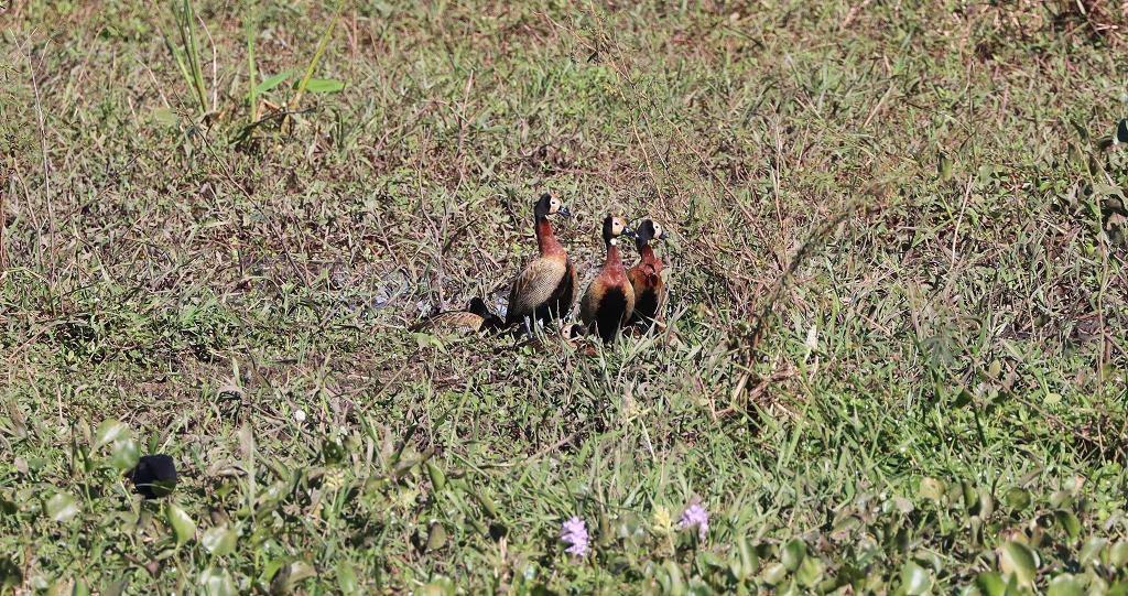 Witwenpfeifgänse (White-faced whistling duck, Dendrocygna viduata)