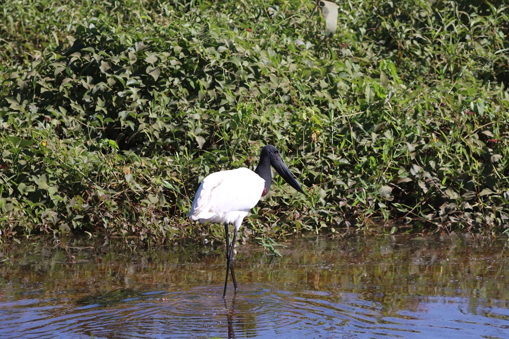 Jabiru (Jabiru, Jabiru mycteria) im Pantanal