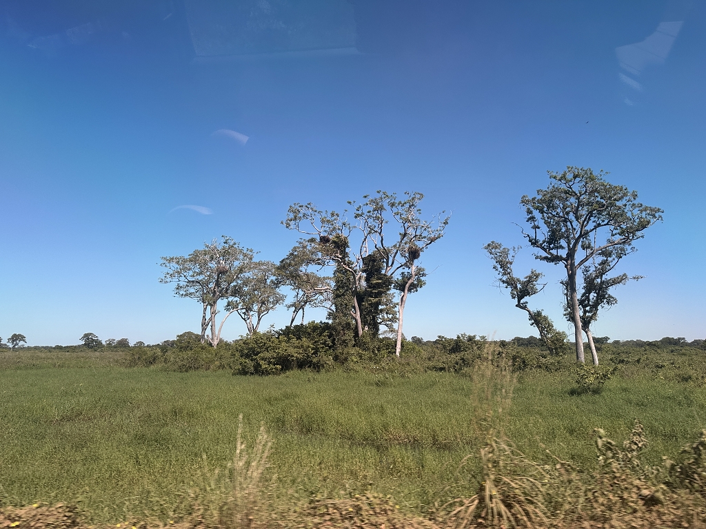 Im Nordpantanal