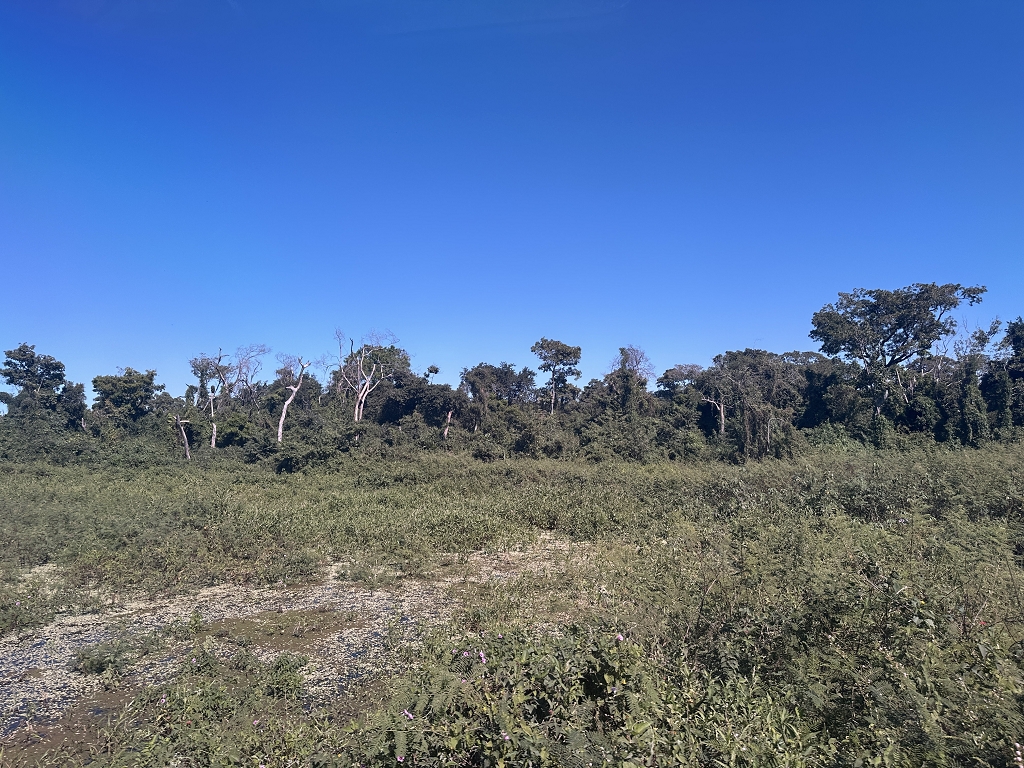 Im Nordpantanal