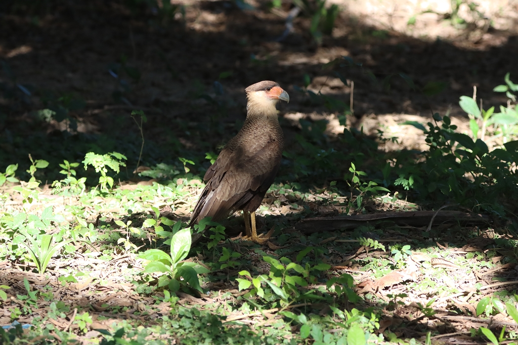 Schopfkarakara (Crested caracara, Caracara plancus)