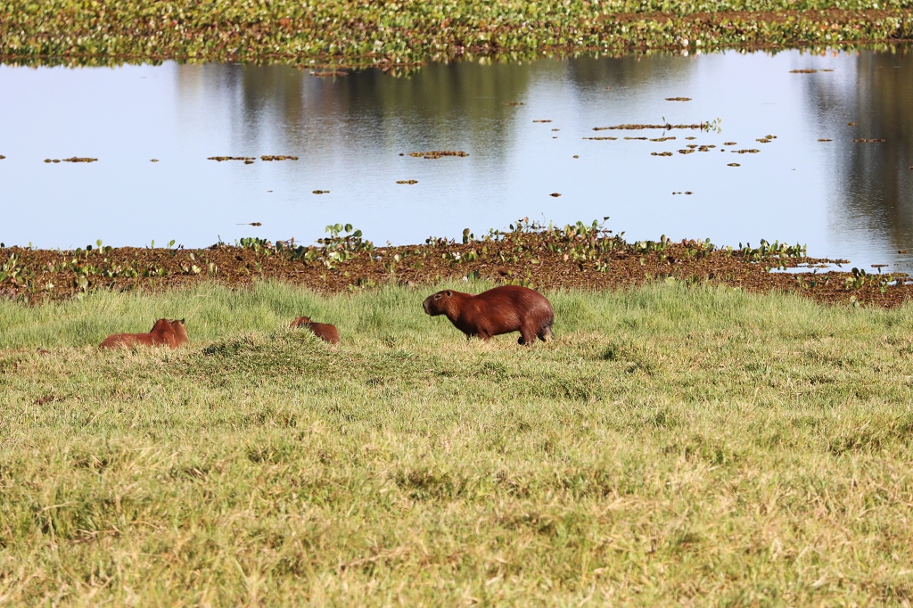 Capybaras