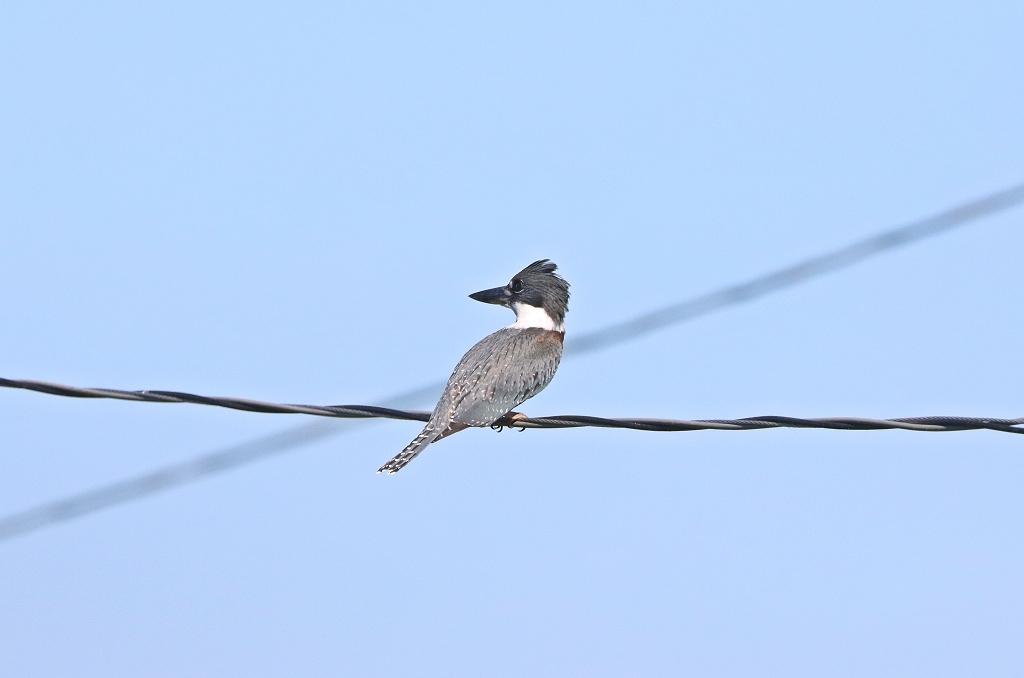 Rotbrustfischer (Ringed kingfisher, Megaceryle torquata)