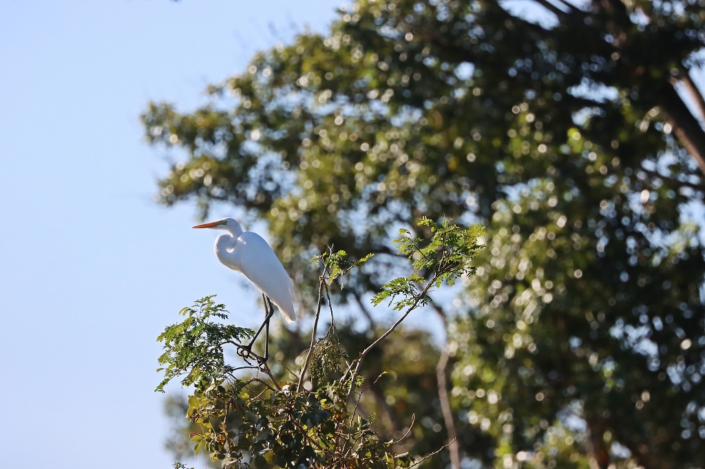 Silberreiher (Great egret, Ardea alba)