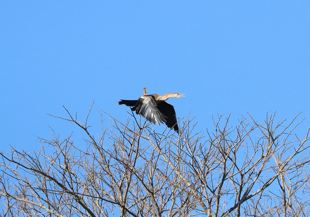 Amerika-Schlangenhalsvogel (Anhinga, Anhinga anhinga) im Pantanal