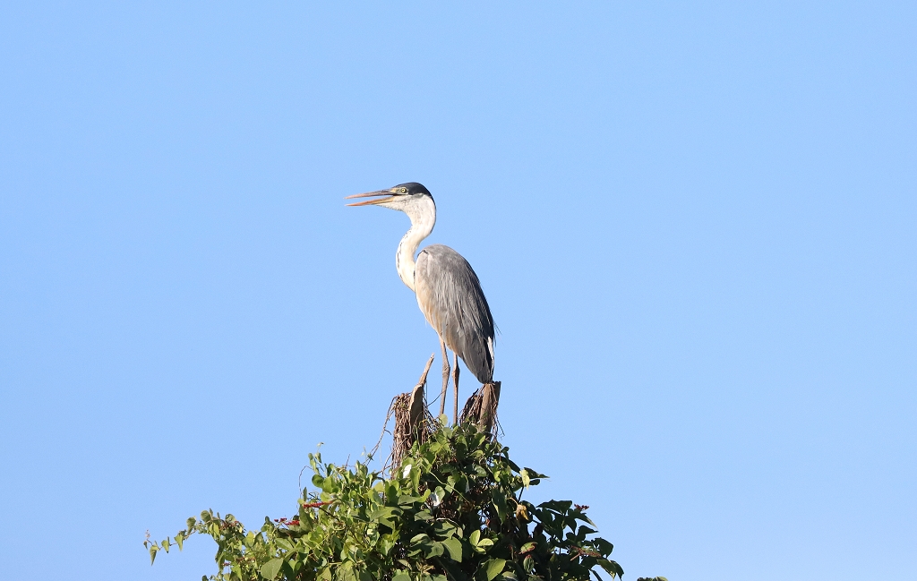 Cocoireiher (Cocoi heron, Ardea cocoi)