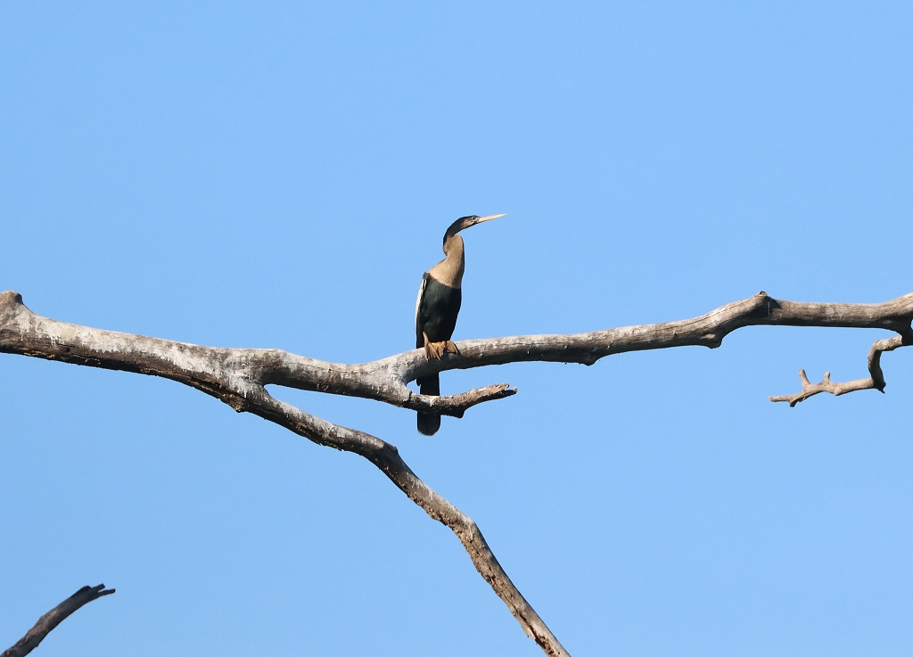 Amerika-Schlangenhalsvogel (Anhinga, Anhinga anhinga) im Pantanal