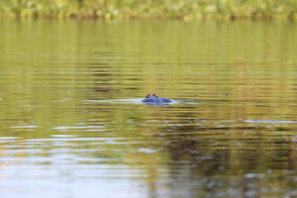 Kaiman voraus im Pantanal