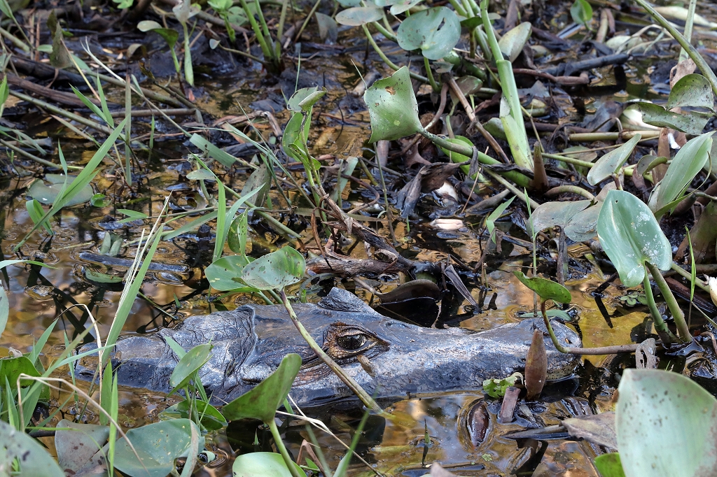 Kaiman im Pantanal