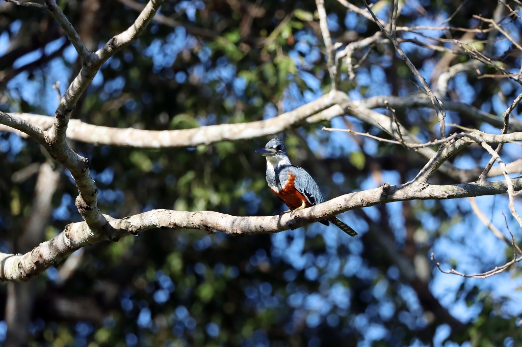 Rotbrustfischer (Ringed kingfisher, Megaceryle torquata) im Pantanal